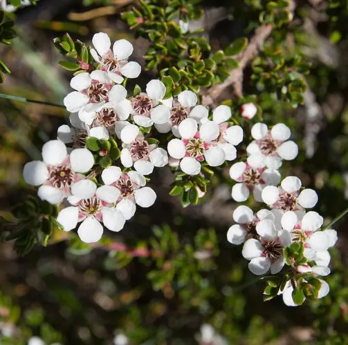 Tea Tree Lemon Essential Oil 5